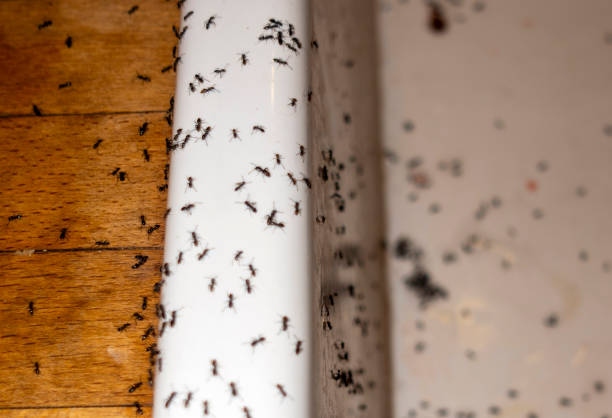Best Bed Bug Extermination  in Atkins, IA