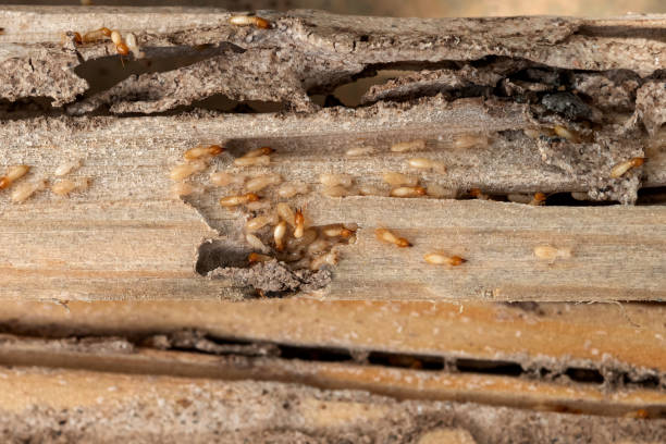 Best Flea Control Services  in Atkins, IA